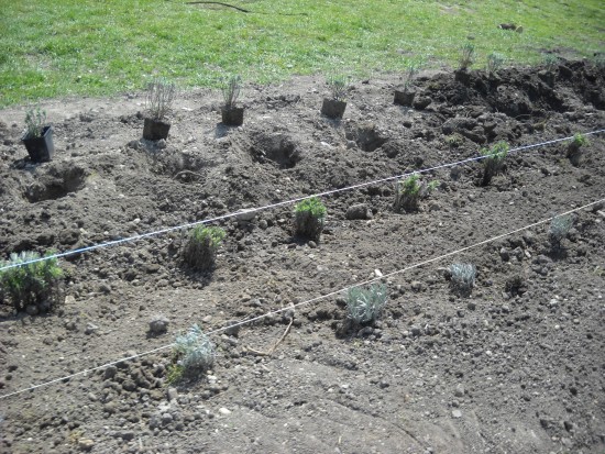 levendula201101.jpg levendula201101.jpg